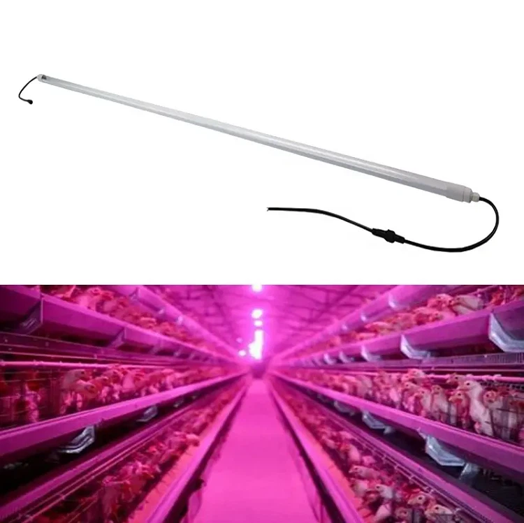 poultry light