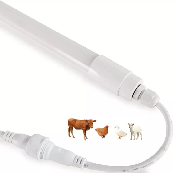 cow shed lighting