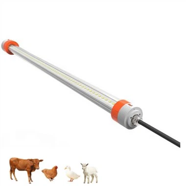 মুরগির জন্য সম্পূরক আলো