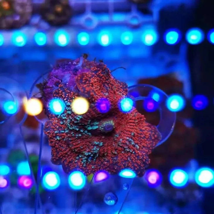 IP65 Waterproof Led Aquarium Lighting 4