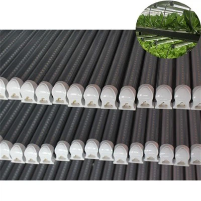 ইনডোর প্ল্যান্টের জন্য লাইট বাড়ান