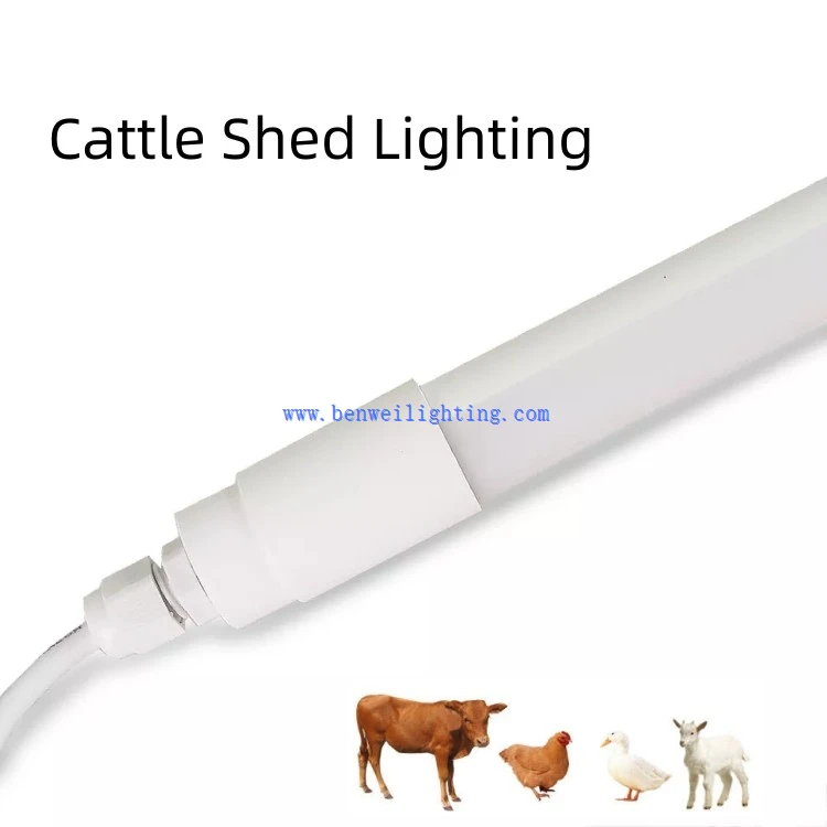 cattle shed lighting