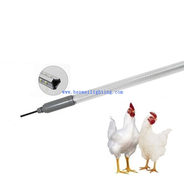 Chicken Light With 0-12V 5400K 12W 8W